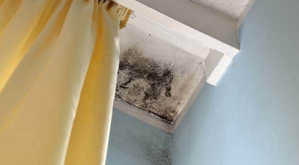 Mold Mangement Services | NY