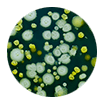 Microbial Growth Assessment