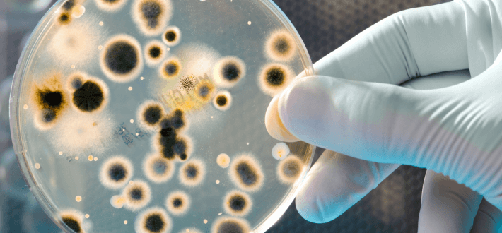 Factors Affecting Microbial Growth | Airtek Environmental in New York