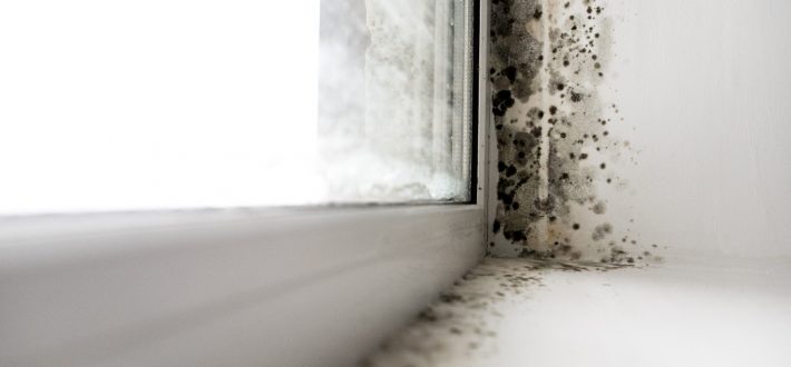 How to Recognize Mold | New York City | Airtek Environmental